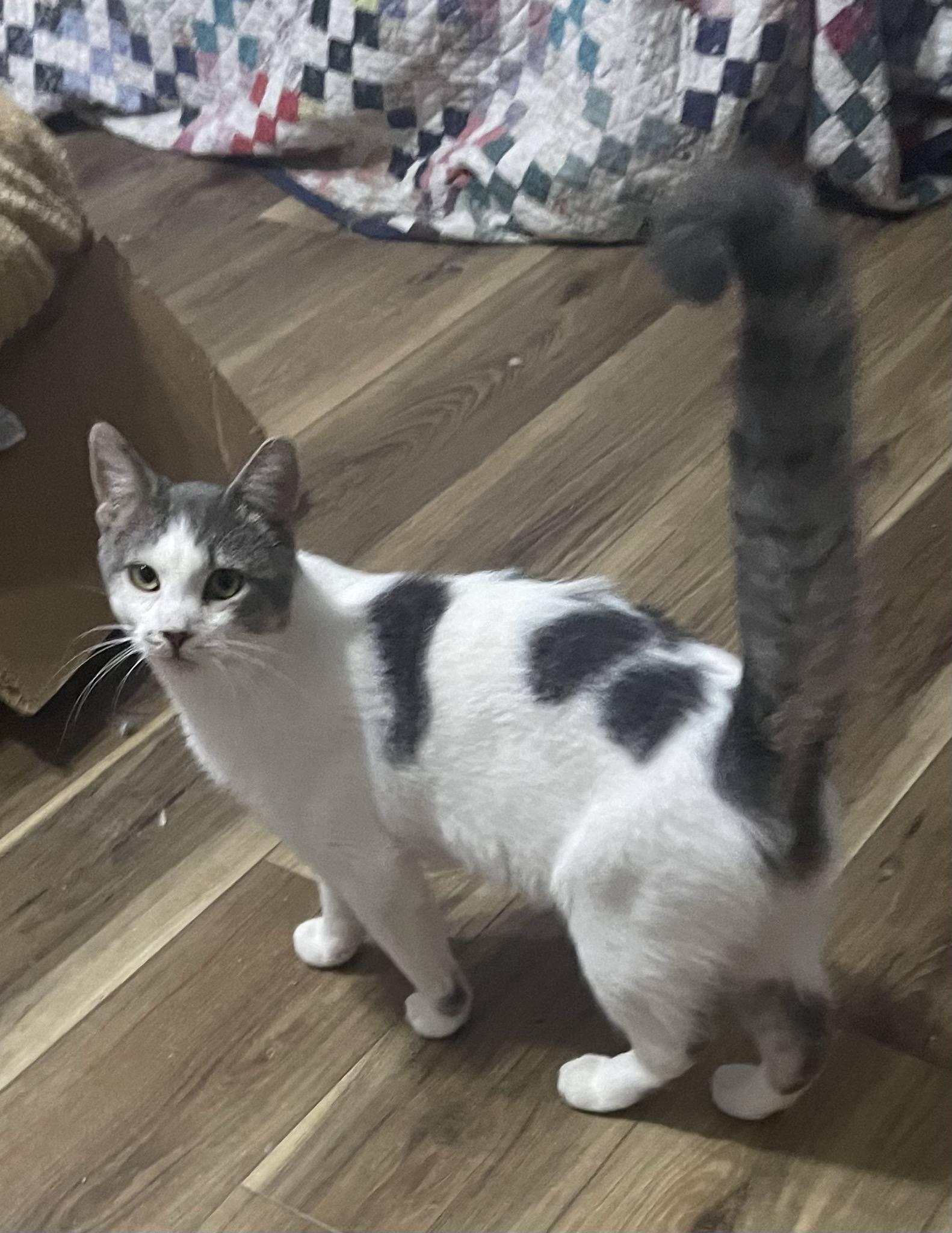 Enlarge Buddy, an adopted Domestic Short Hair in Menasha, WI image 6/6