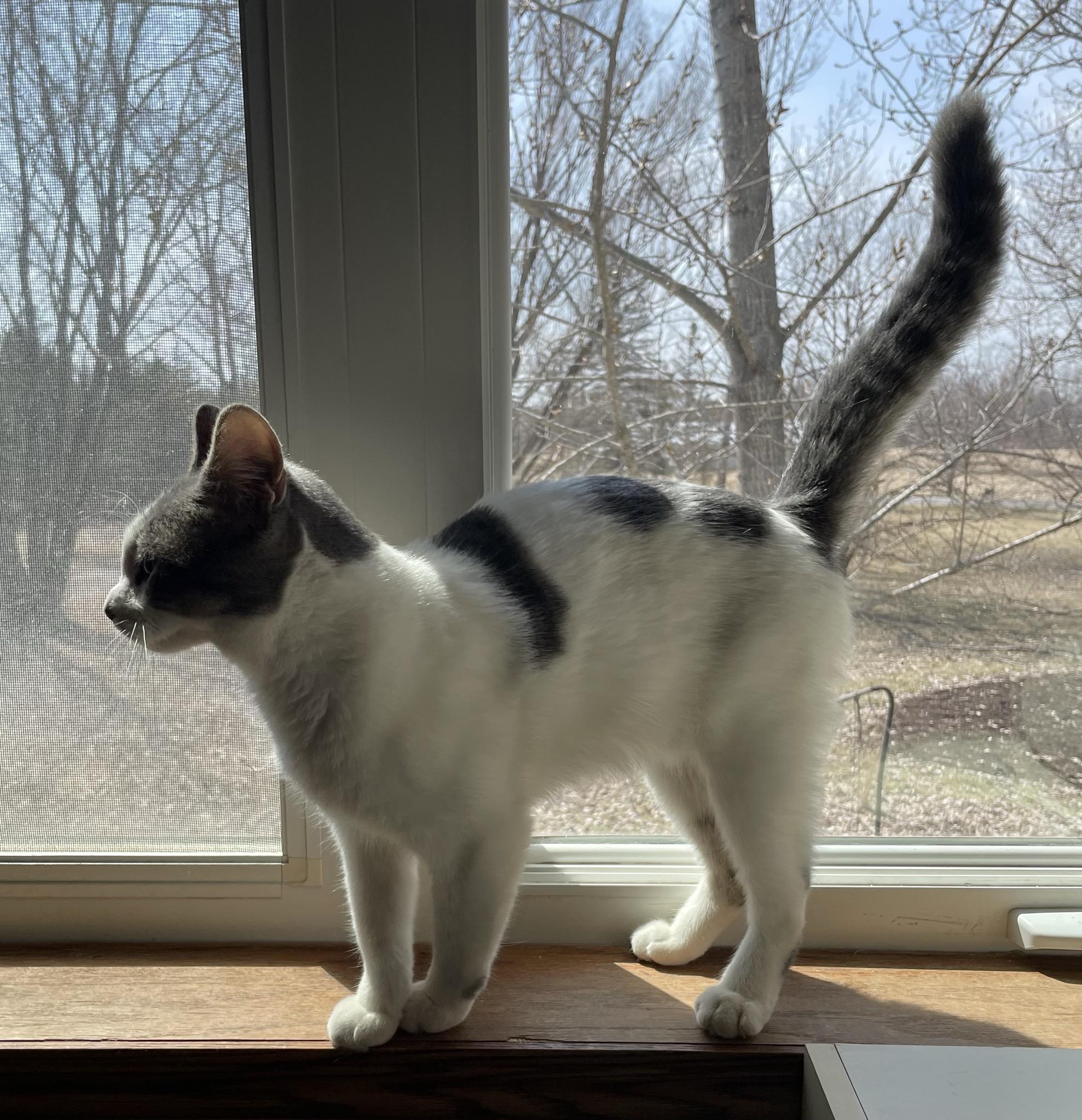 Enlarge Buddy, an adopted Domestic Short Hair in Menasha, WI image 4/6