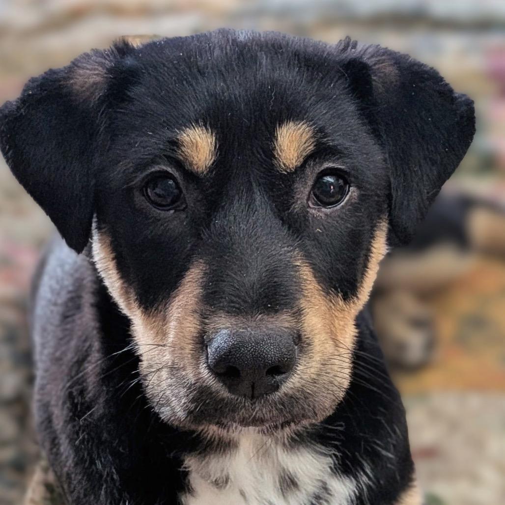 Barney, Adoptable, Puppy Male Shepherd & Shar-Pei.
