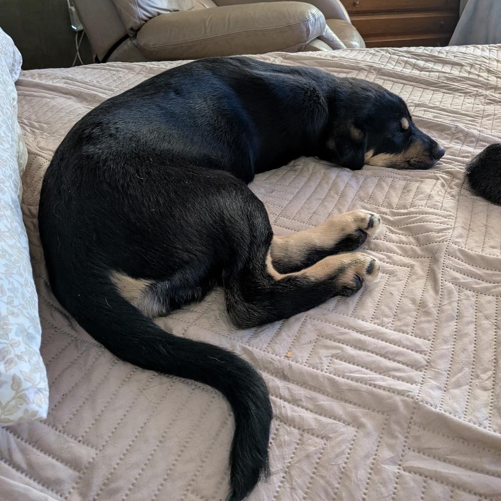 Enlarge Barney, a Adoptable mixed breed in Aberdeen, NC image 3/6