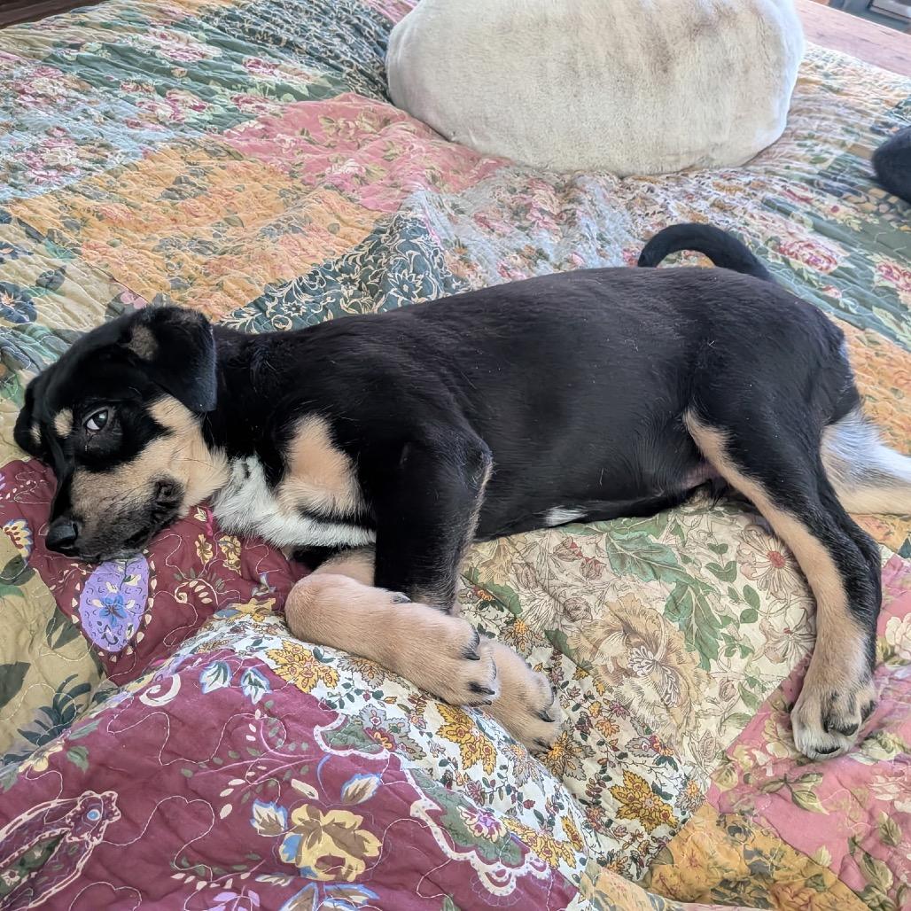 Enlarge Barney, a Adoptable mixed breed in Aberdeen, NC image 4/6