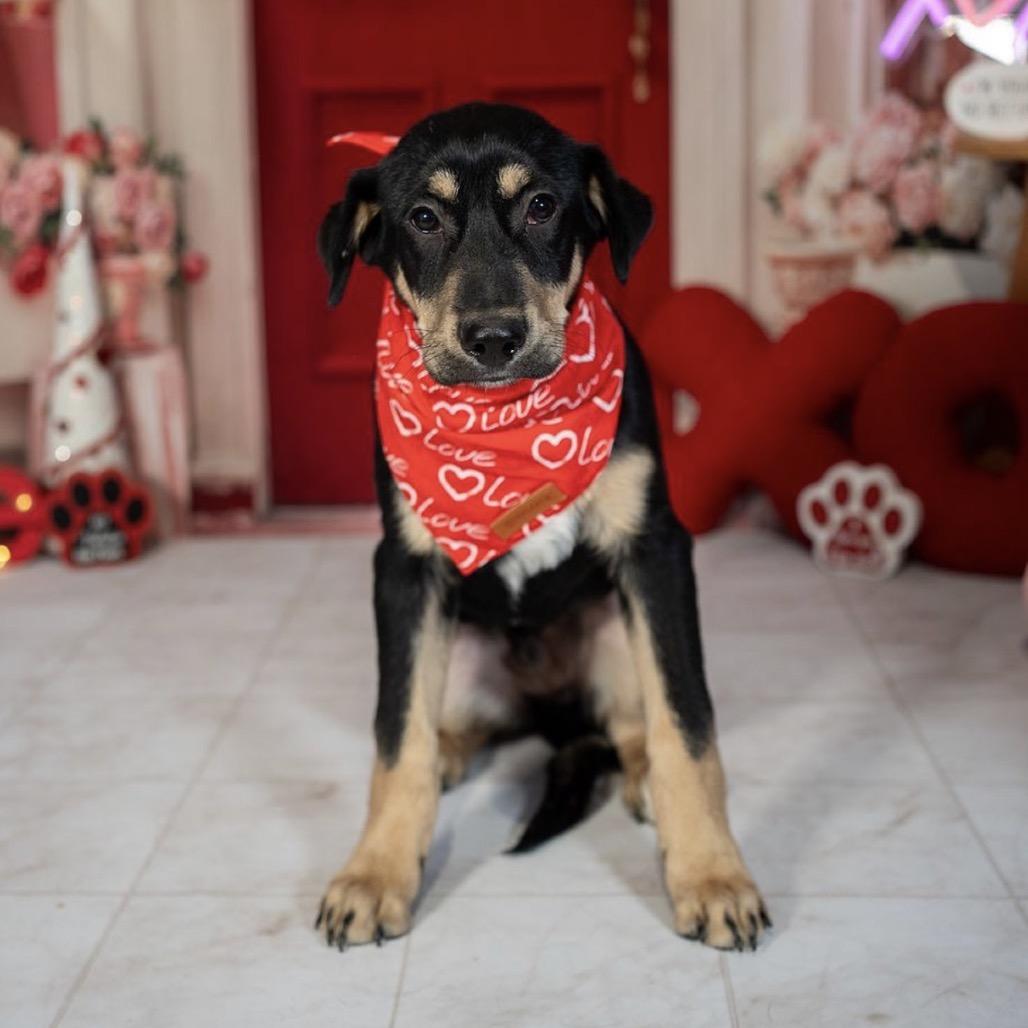 Enlarge Barney, a Adoptable mixed breed in Aberdeen, NC image 5/6