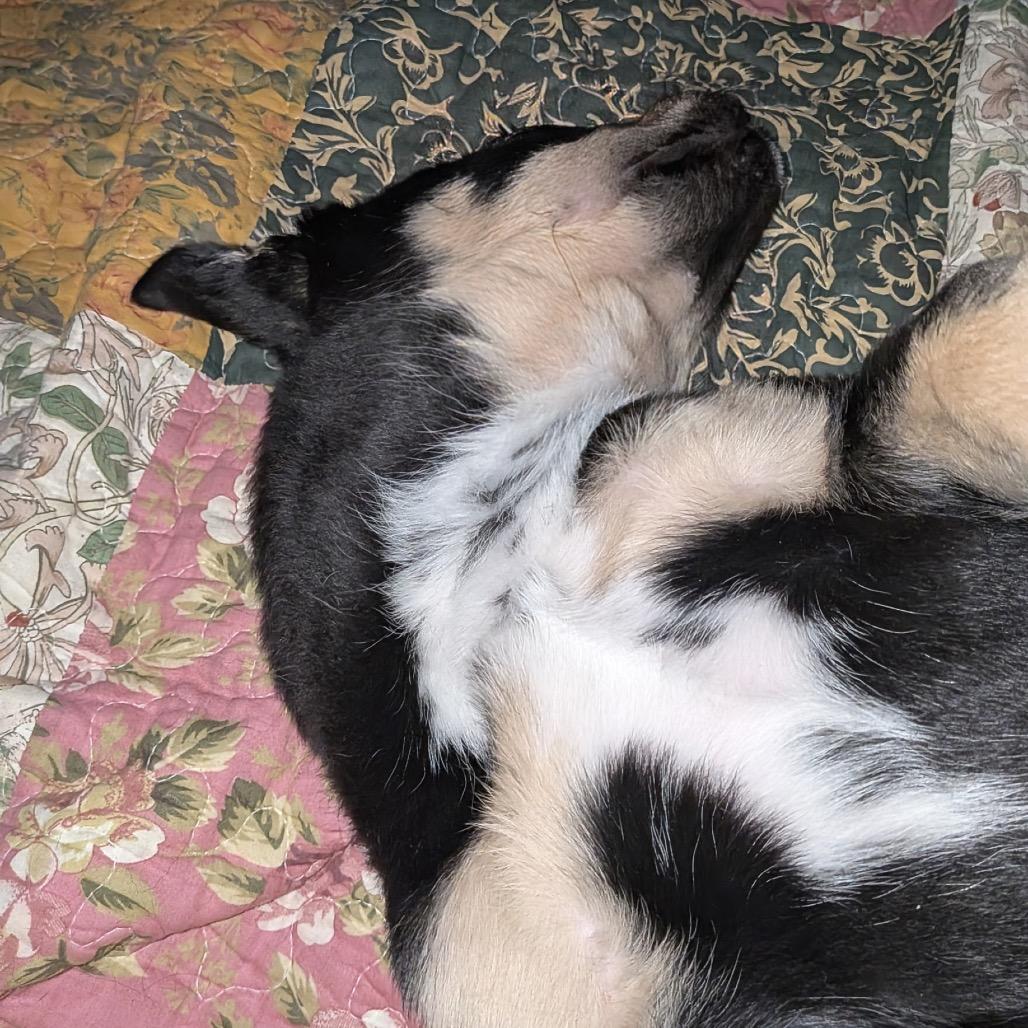 Enlarge Barney, a Adoptable mixed breed in Aberdeen, NC image 6/6