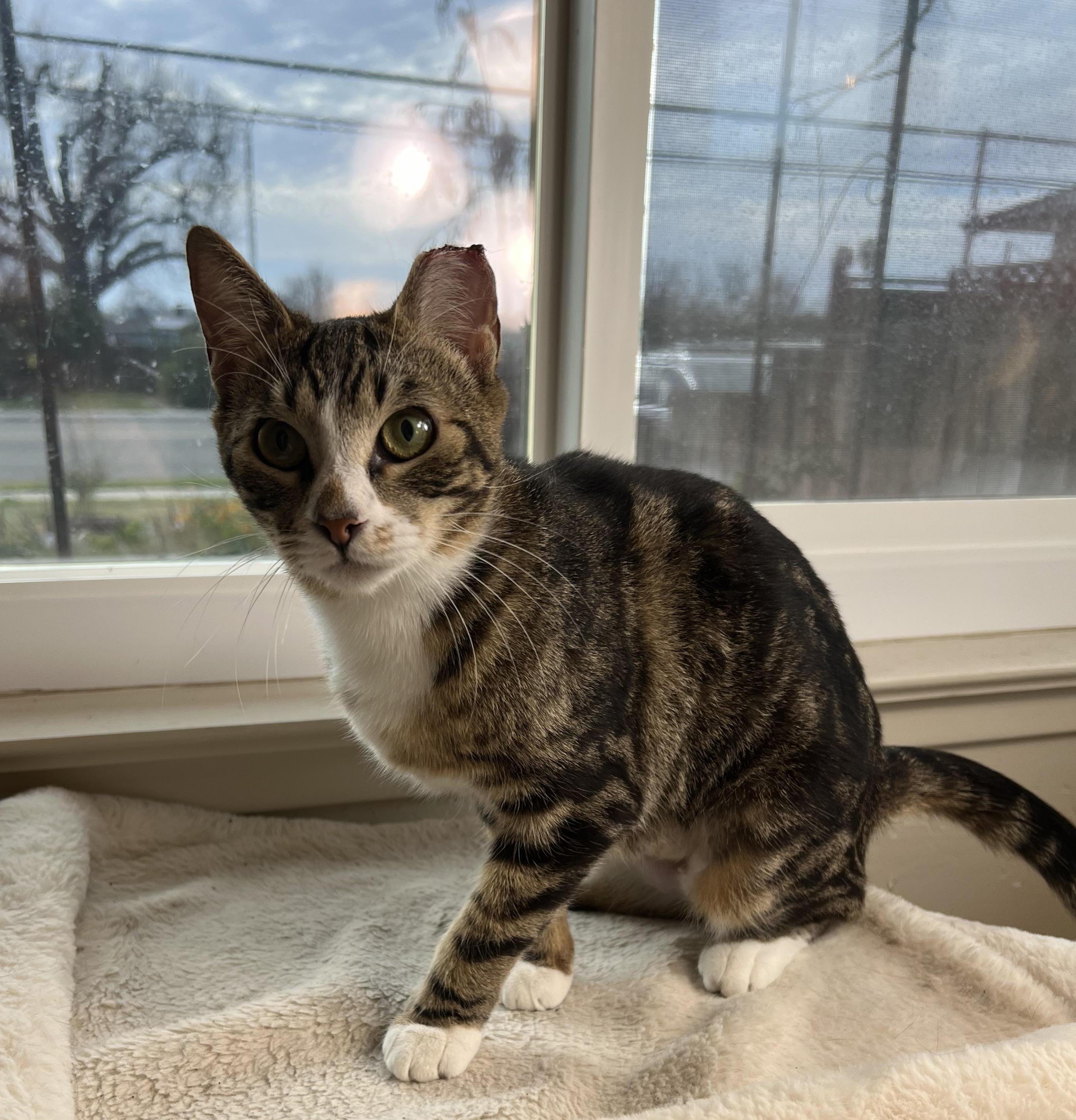 crystal, an adoptable Tabby in Hanford, CA, 93230 | Photo Image 2