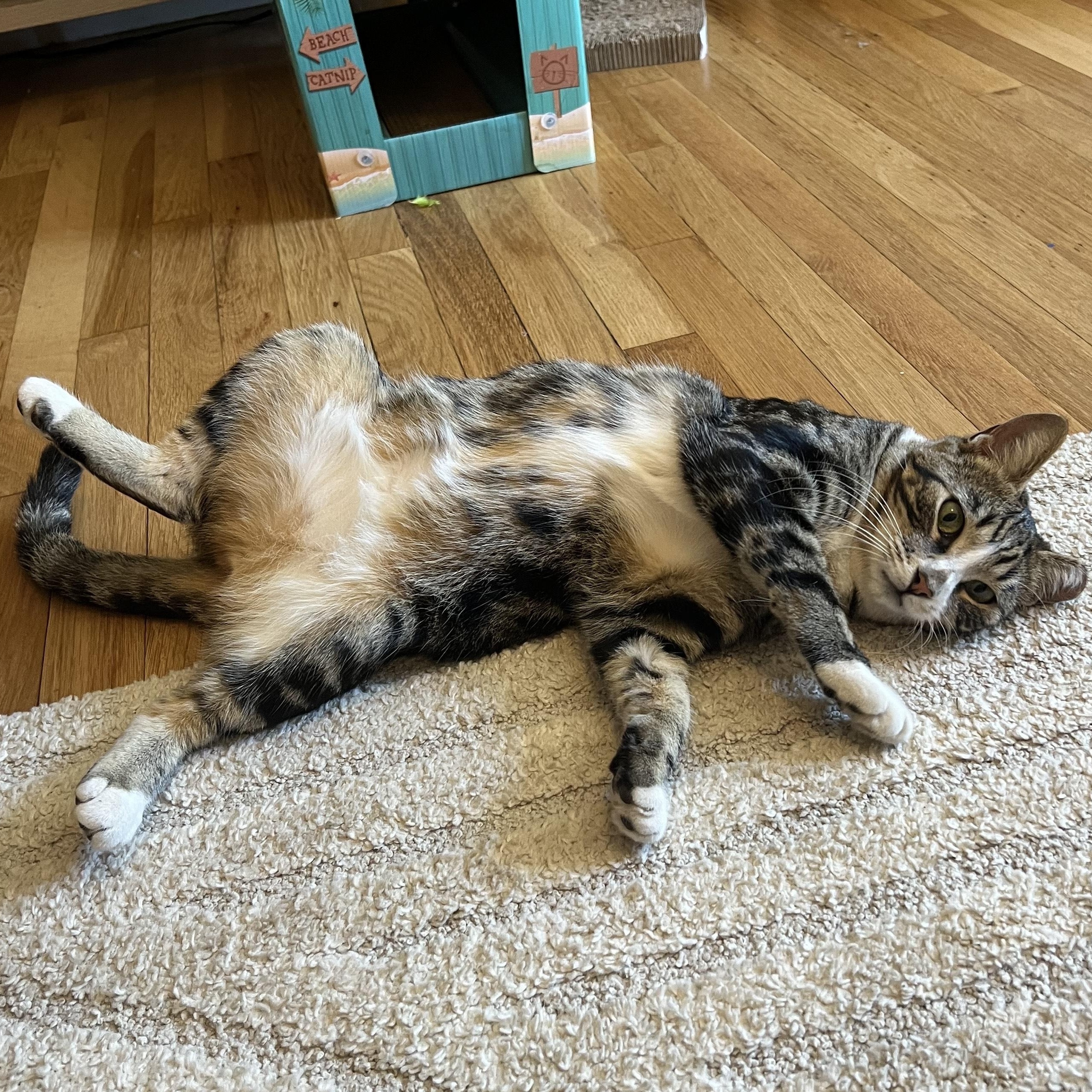 crystal, an adoptable Tabby in Hanford, CA, 93230 | Photo Image 1