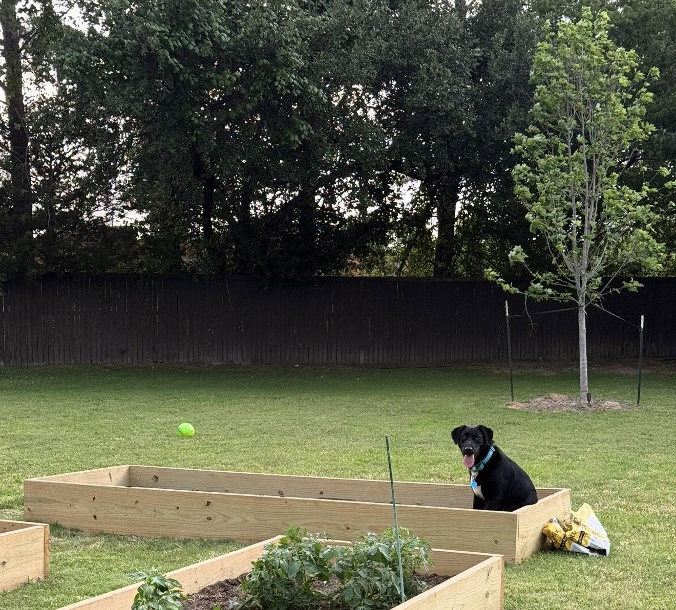 Rookie, Adopted, Young Male Black Labrador Retriever & Flat-Coated Retriever.