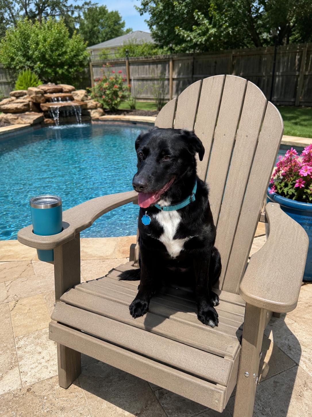 Rookie, a Adopted mixed breed in Euless, TX image 3/3