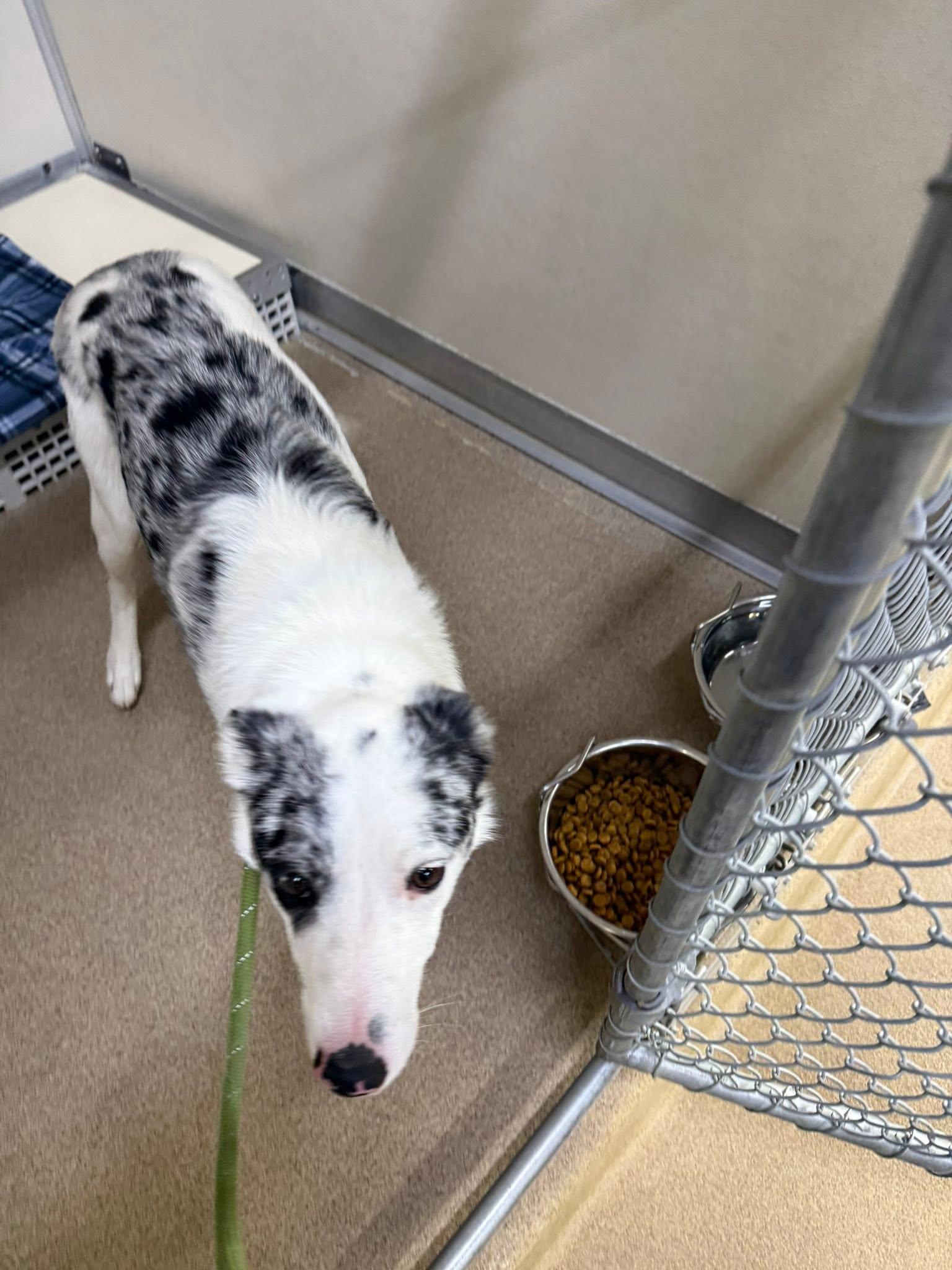 Enlarge Cooper, a ADOPTABLE mixed breed in Rawlins, WY image 4/4