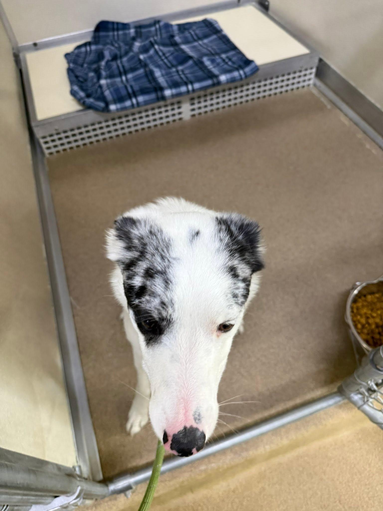 Enlarge Cooper, a ADOPTABLE mixed breed in Rawlins, WY image 3/4