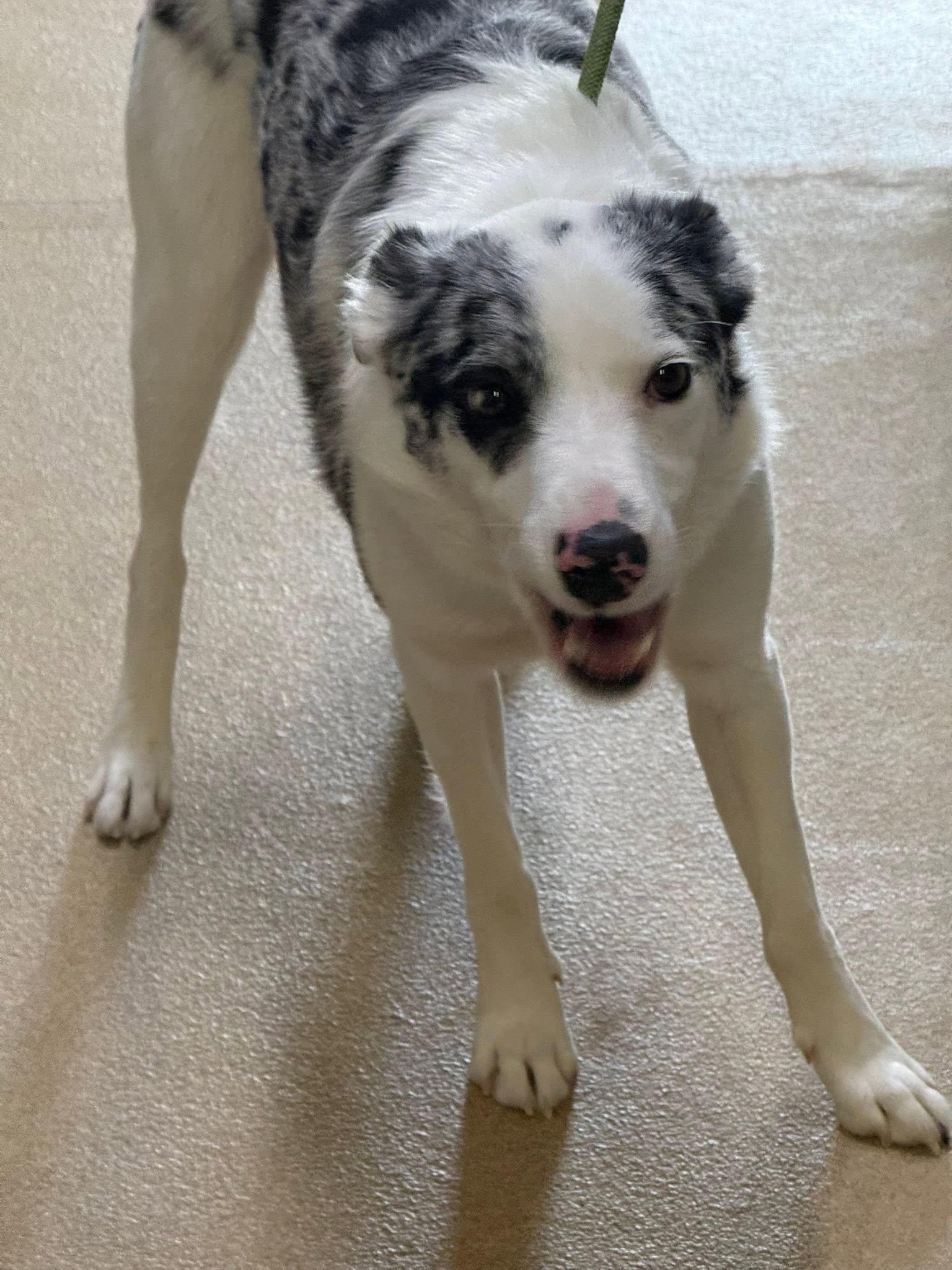 Cooper, ADOPTABLE, Young Male Border Collie.