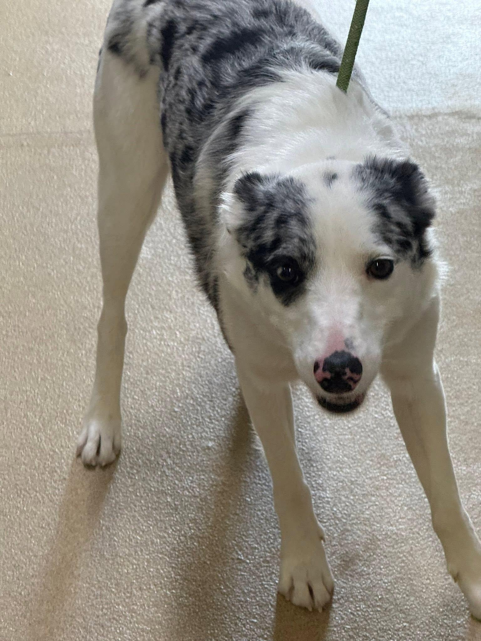 Enlarge Cooper, a ADOPTABLE mixed breed in Rawlins, WY image 2/4