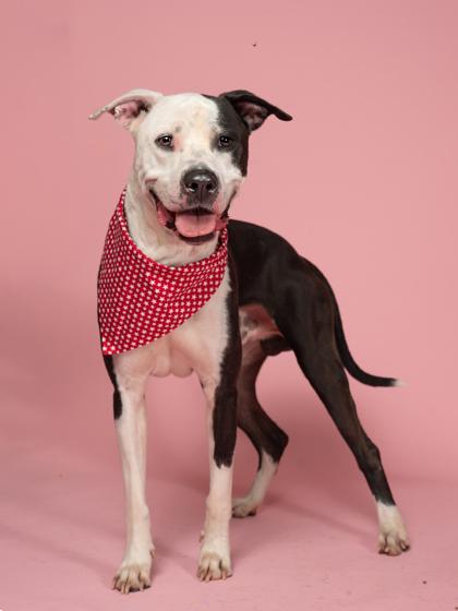 Lamar, Adoptable, Adult Male Pit Bull Terrier & Mixed Breed.