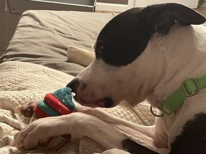 Enlarge Lamar, a Adoptable mixed breed in Atlanta, GA image 2/3