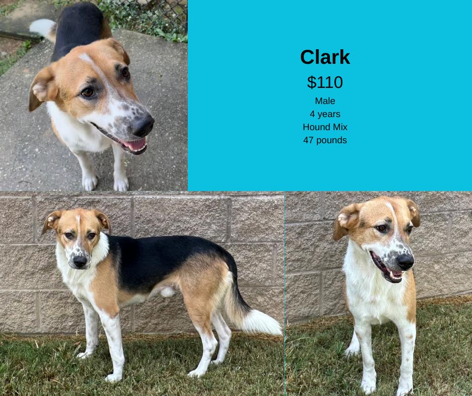 Enlarge Clark, a Adoptable mixed breed in Decatur, AL image 1/1