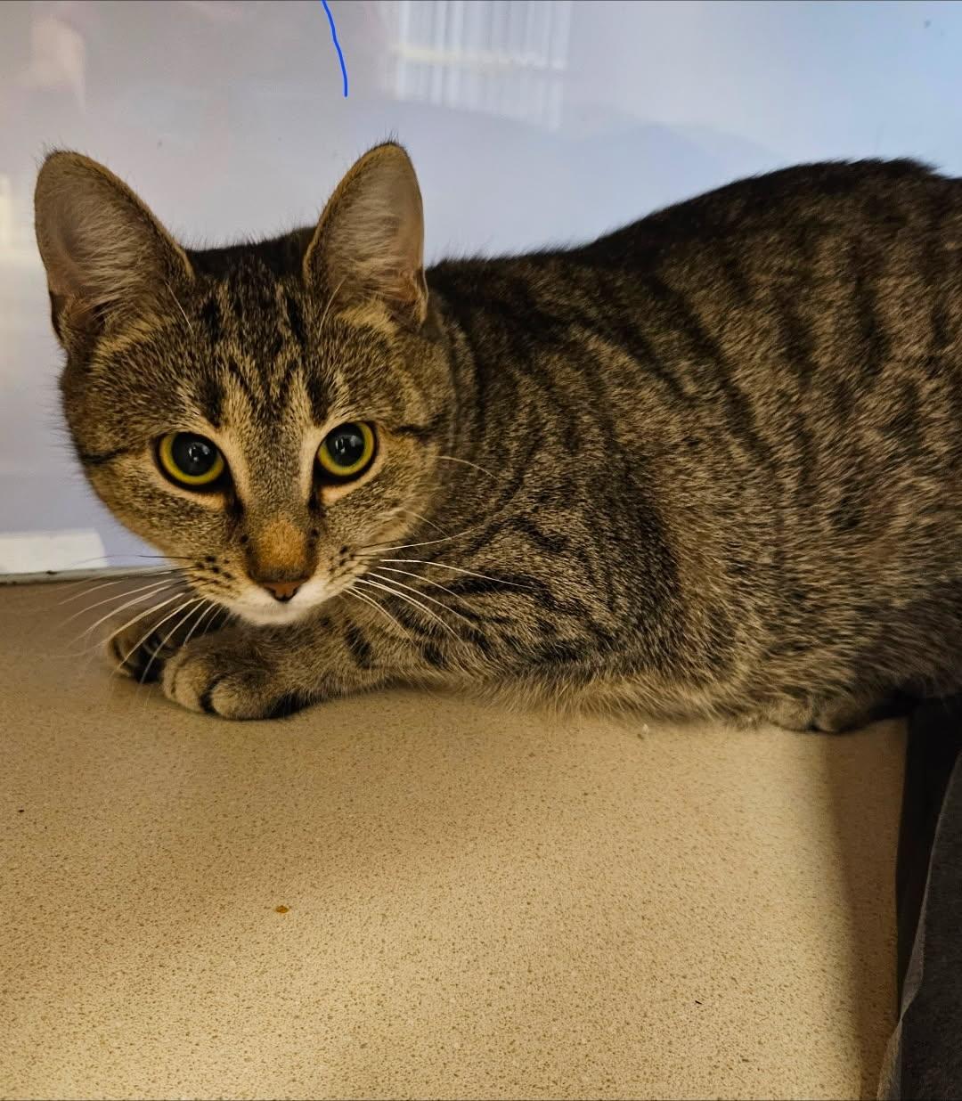 Dela, ADOPTABLE, Young Female Domestic Short Hair.