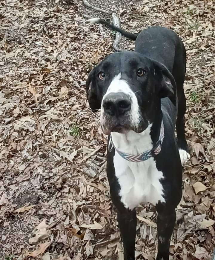 Daisy, Adopted, Adult Female Great Dane.