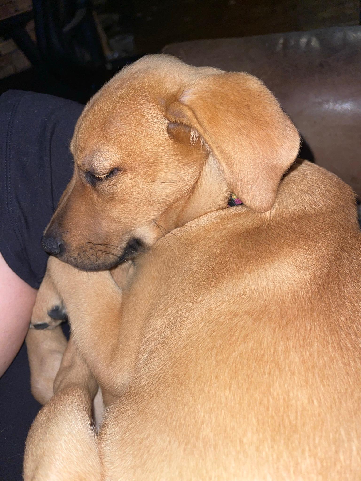 Enlarge FRITO, an adopted mixed breed in Byhalia, MS image 4/4