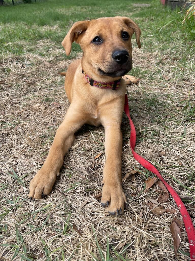 Enlarge FRITO, an adopted mixed breed in Byhalia, MS image 2/4