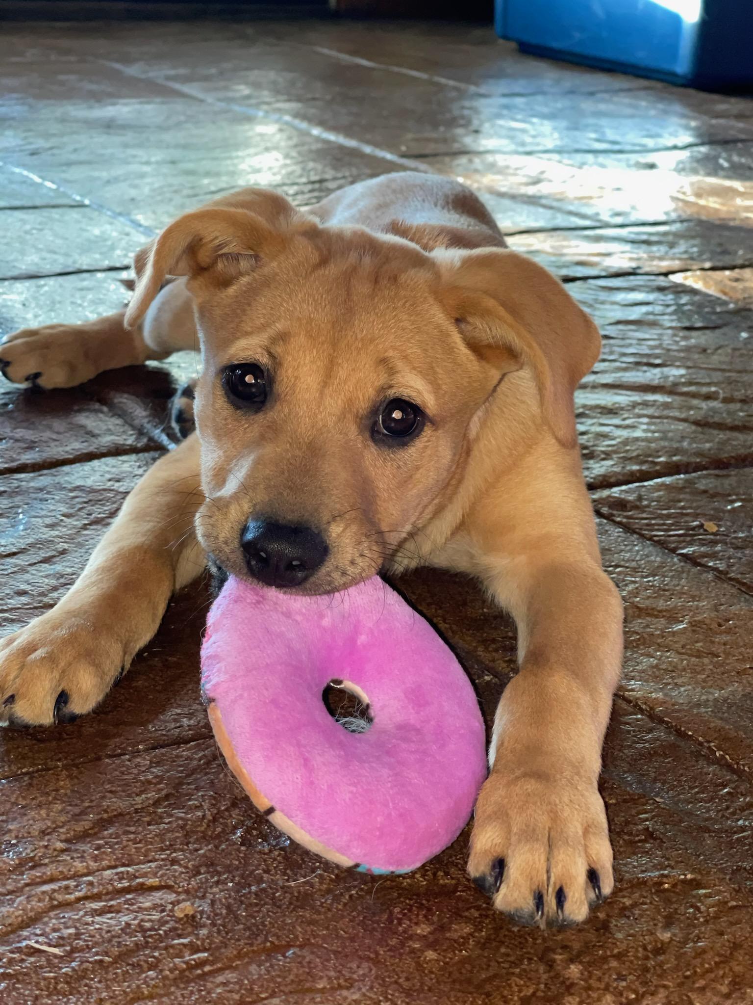 Enlarge FRITO, an adopted mixed breed in Byhalia, MS image 1/4