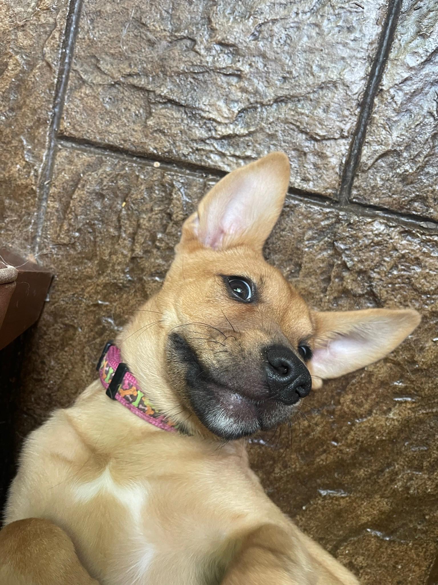 Enlarge FRITO, an adopted mixed breed in Byhalia, MS image 3/4