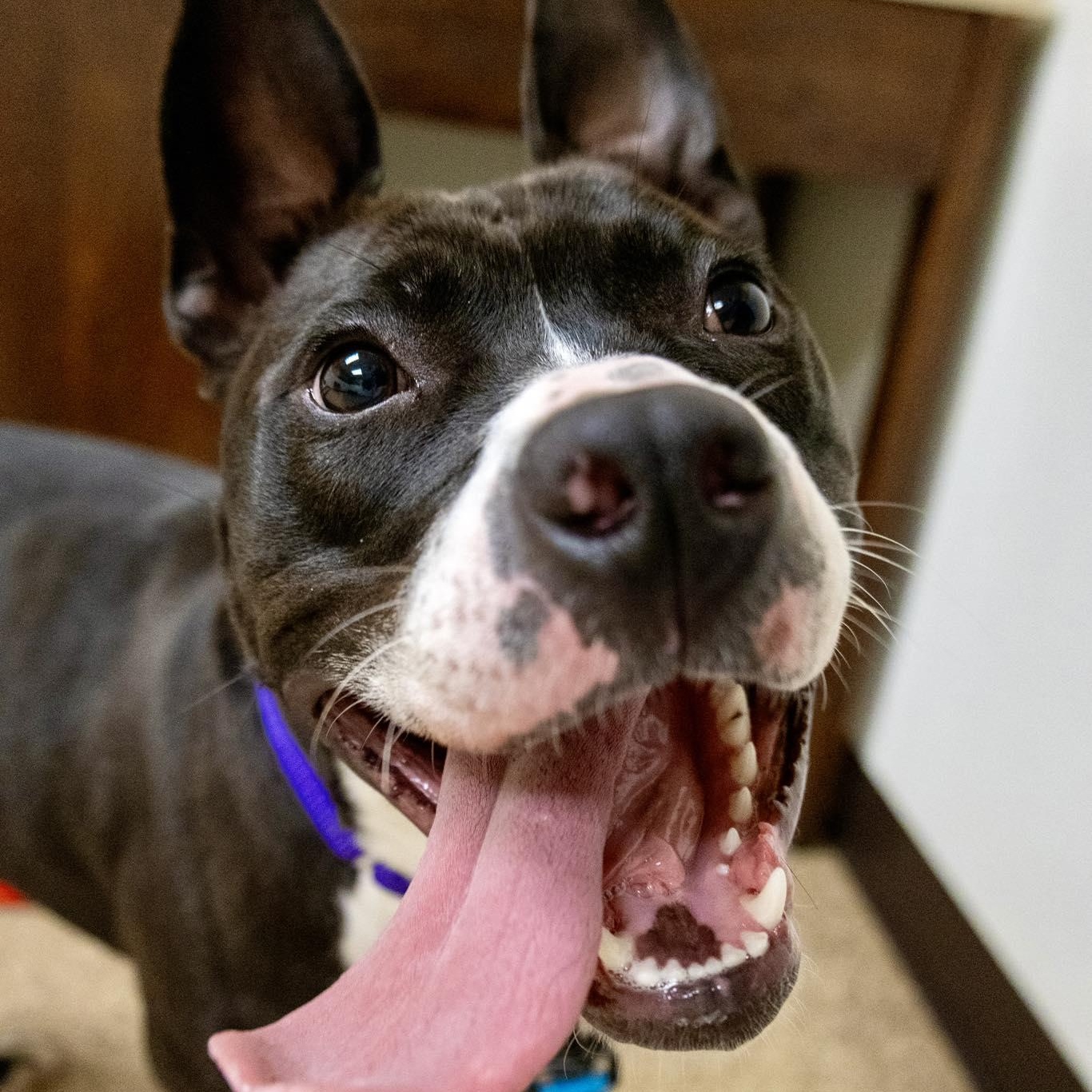 Enlarge Yasmin, a ADOPTABLE mixed breed in Valparaiso, IN image 3/3