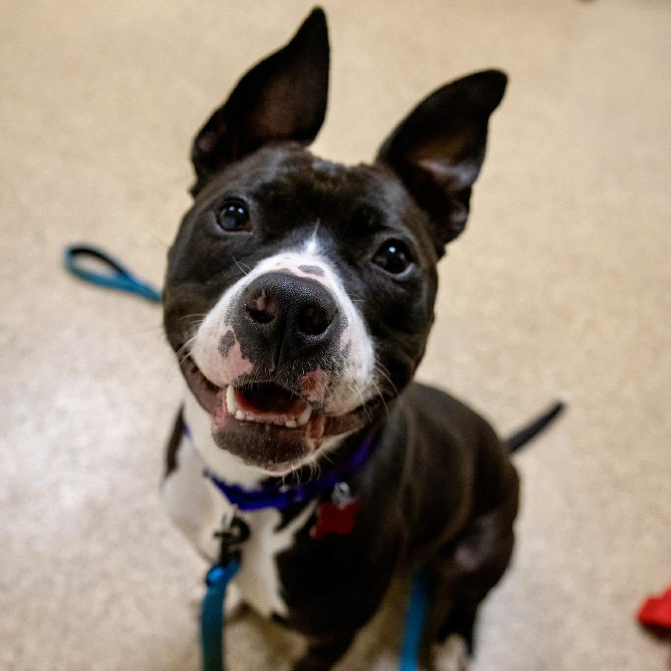 Yasmin, ADOPTABLE, Young Female Terrier.