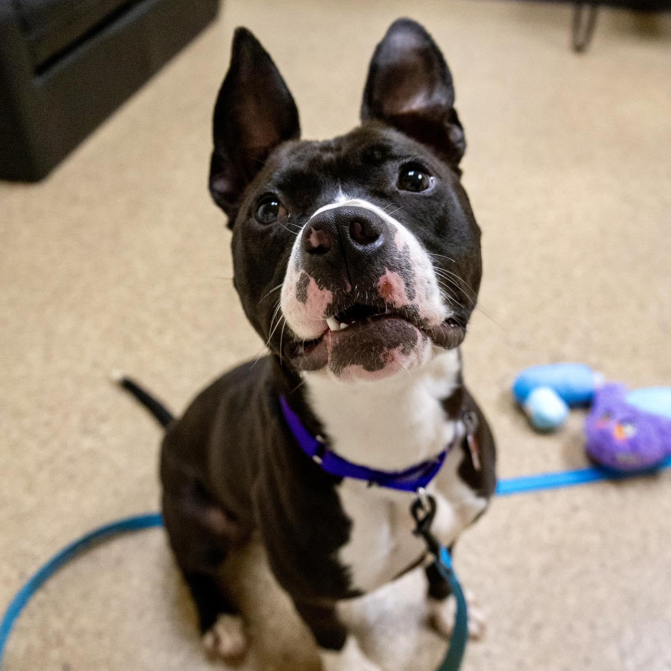 Enlarge Yasmin, a ADOPTABLE mixed breed in Valparaiso, IN image 2/3