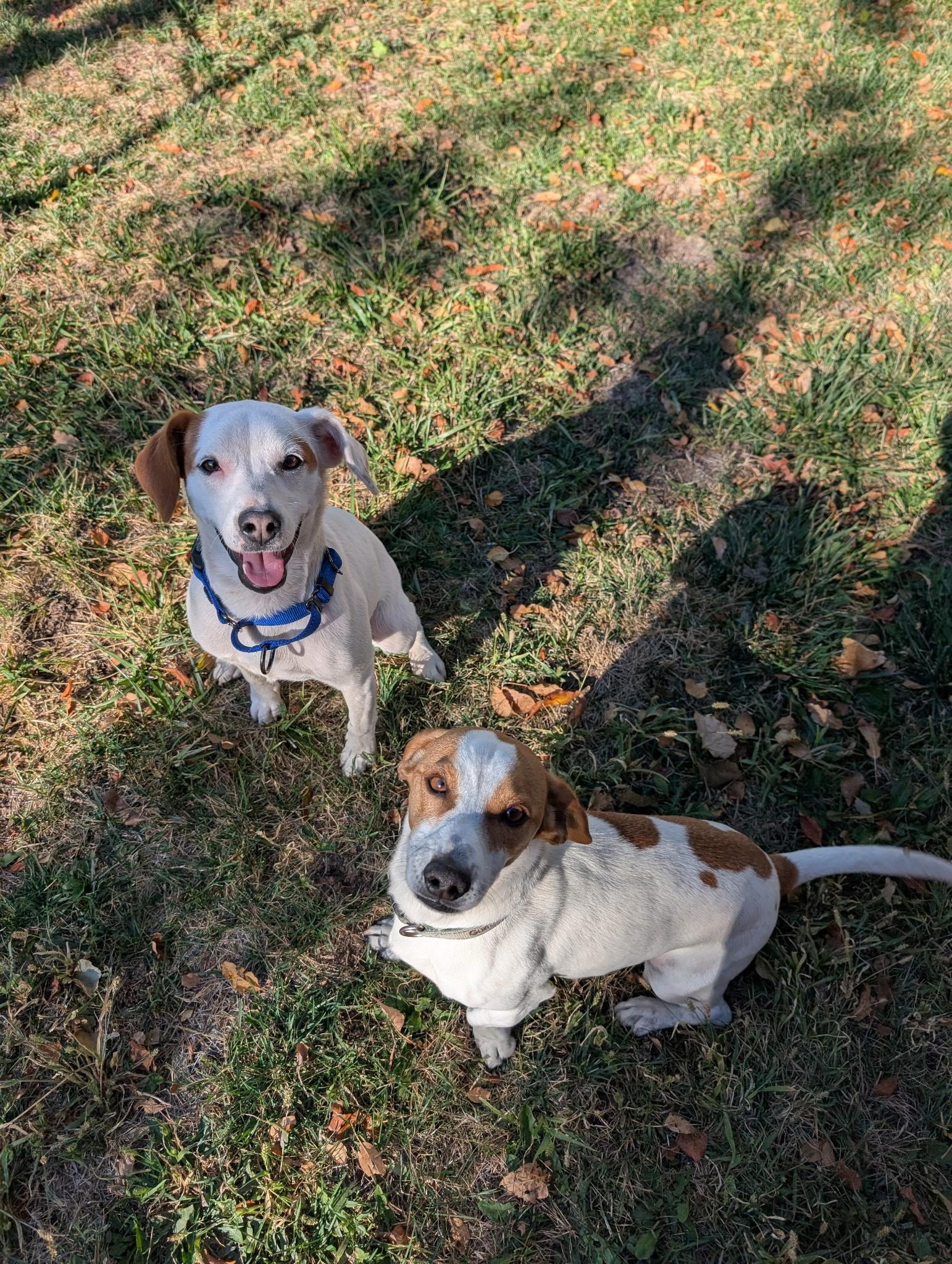 Enlarge Remi, a Adoptable mixed breed in Colorado Springs, CO image 2/3