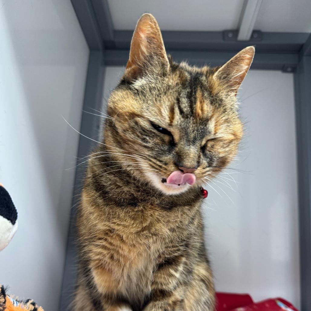 Enlarge Gracie, a Adoptable Domestic Short Hair in Shelbyville, IL image 1/5