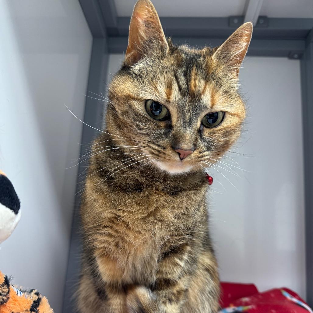 Enlarge Gracie, a Adoptable Domestic Short Hair in Shelbyville, IL image 2/5