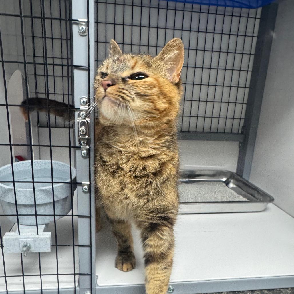 Enlarge Gracie, a Adoptable Domestic Short Hair in Shelbyville, IL image 3/5