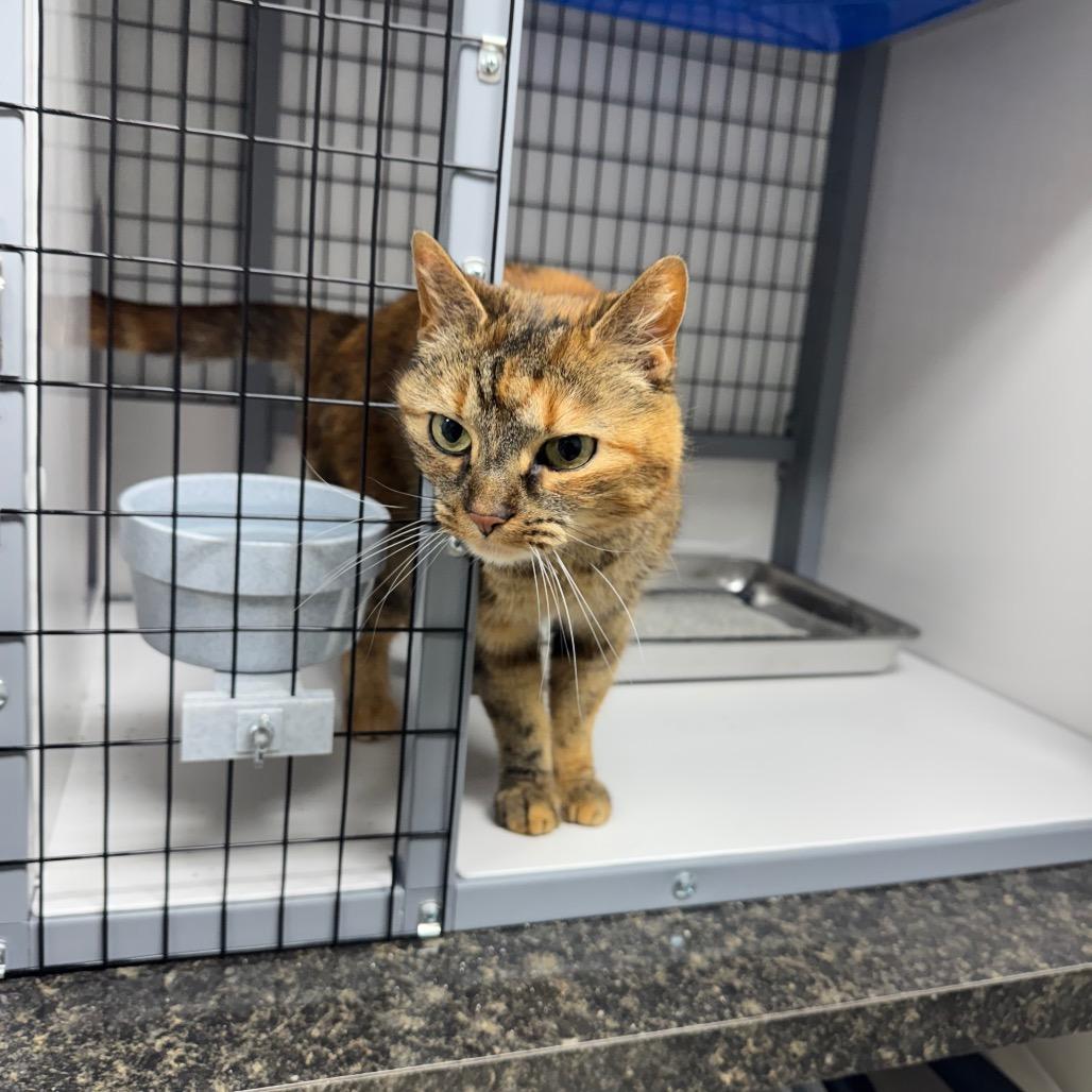 Enlarge Gracie, a Adoptable Domestic Short Hair in Shelbyville, IL image 5/5