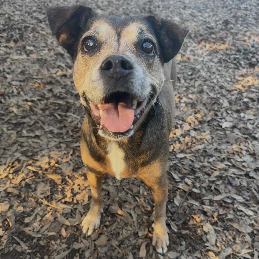 Ethel Rose, Adoptable, Senior Female Hound.
