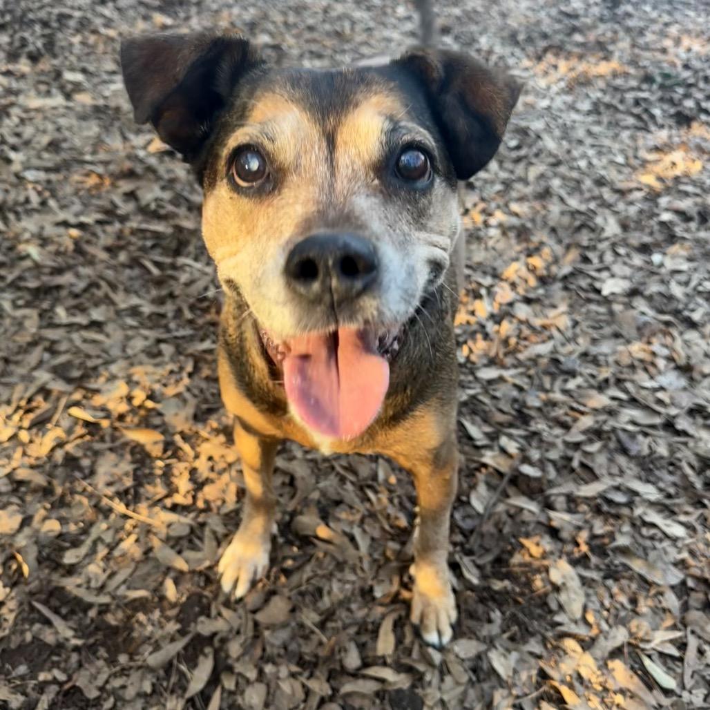 Enlarge Ethel Rose, a Adoptable Hound in Decatur, GA image 2/6