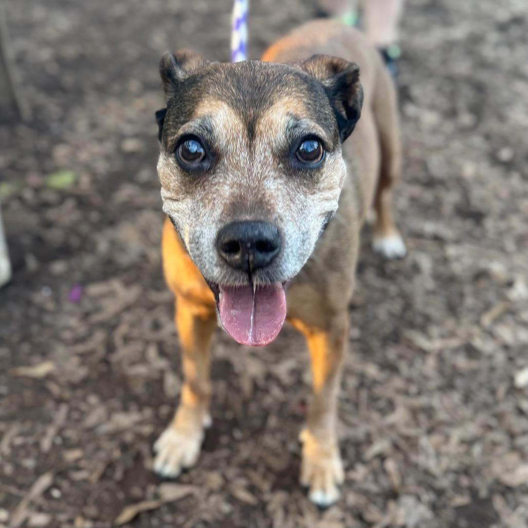Enlarge Ethel Rose, a Adoptable Hound in Decatur, GA image 3/6