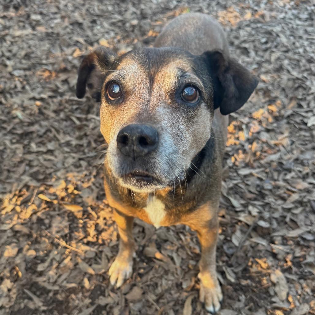 Enlarge Ethel Rose, a Adoptable Hound in Decatur, GA image 4/6