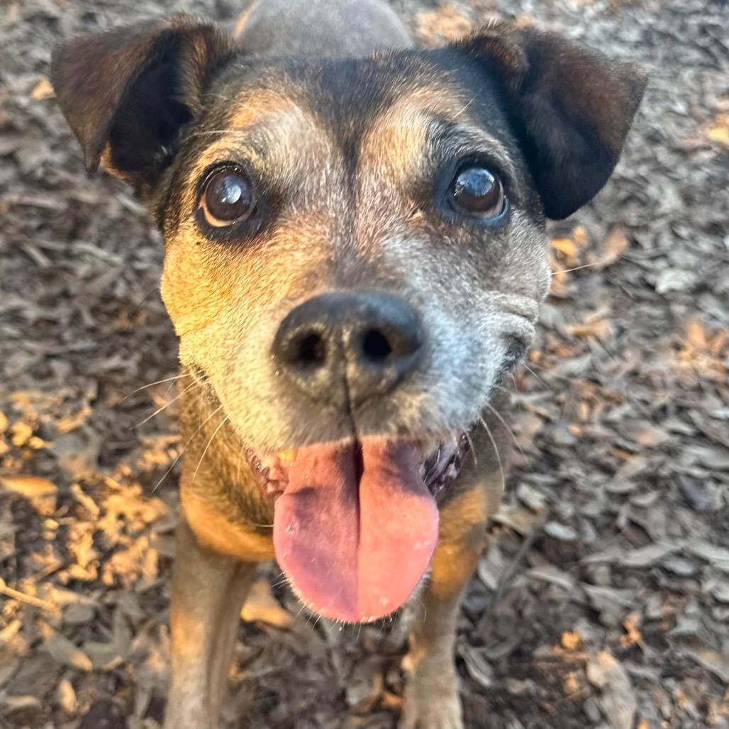 Enlarge Ethel Rose, a Adoptable Hound in Decatur, GA image 5/6