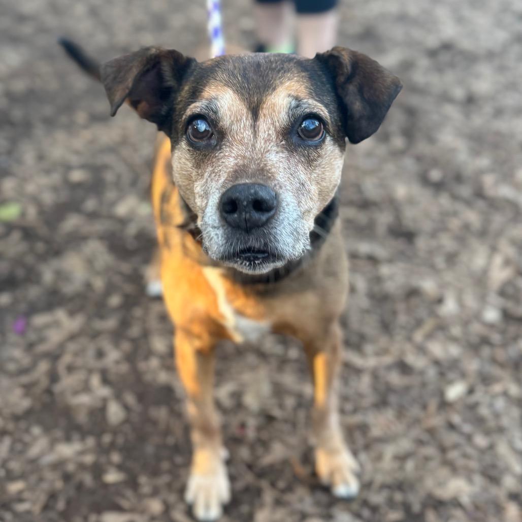 Enlarge Ethel Rose, a Adoptable Hound in Decatur, GA image 6/6