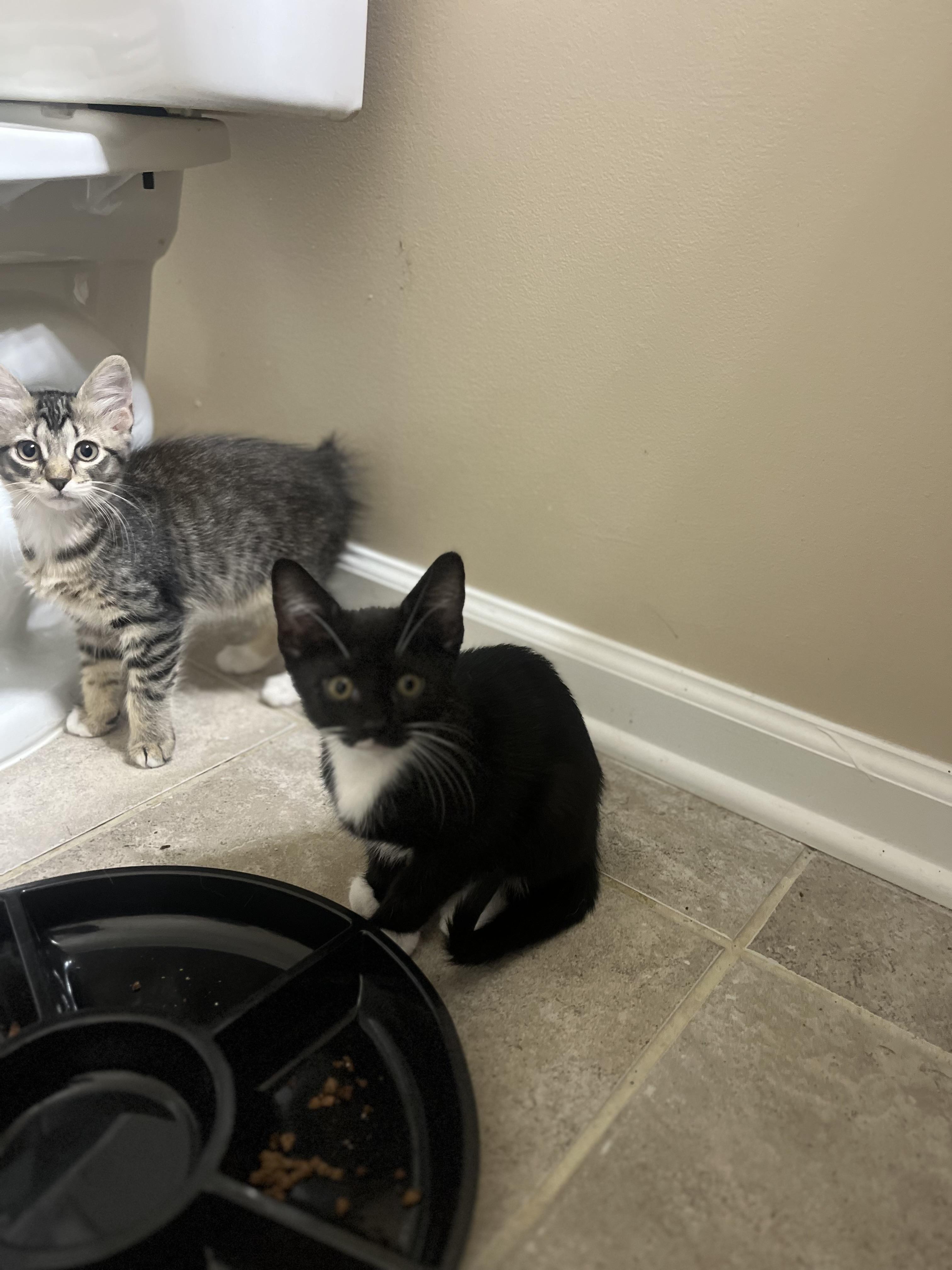 Rumba, Adoptable, Young Female Domestic Short Hair.