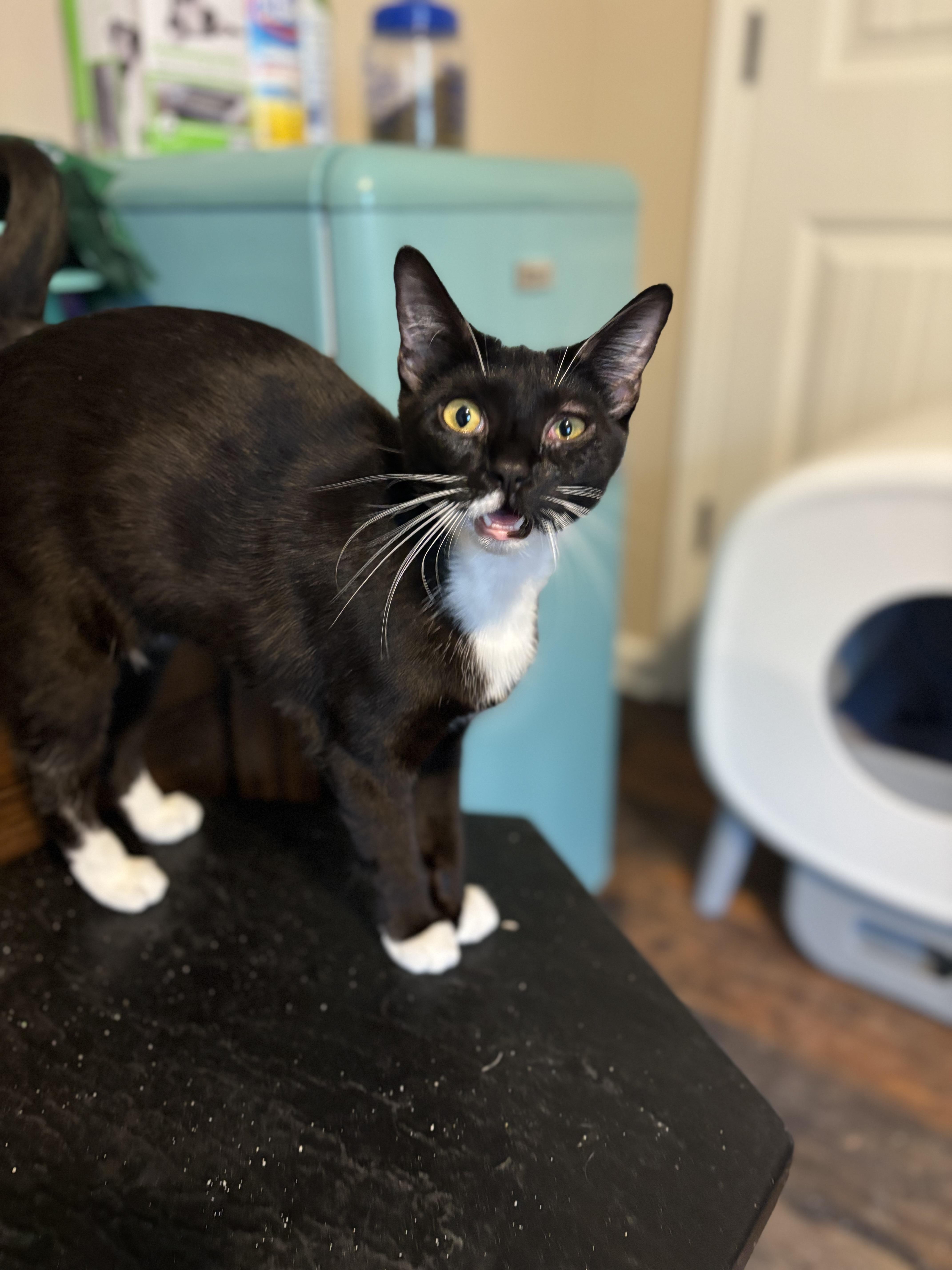 Enlarge Rumba, a Adoptable Domestic Short Hair in Woodstock, GA image 2/5