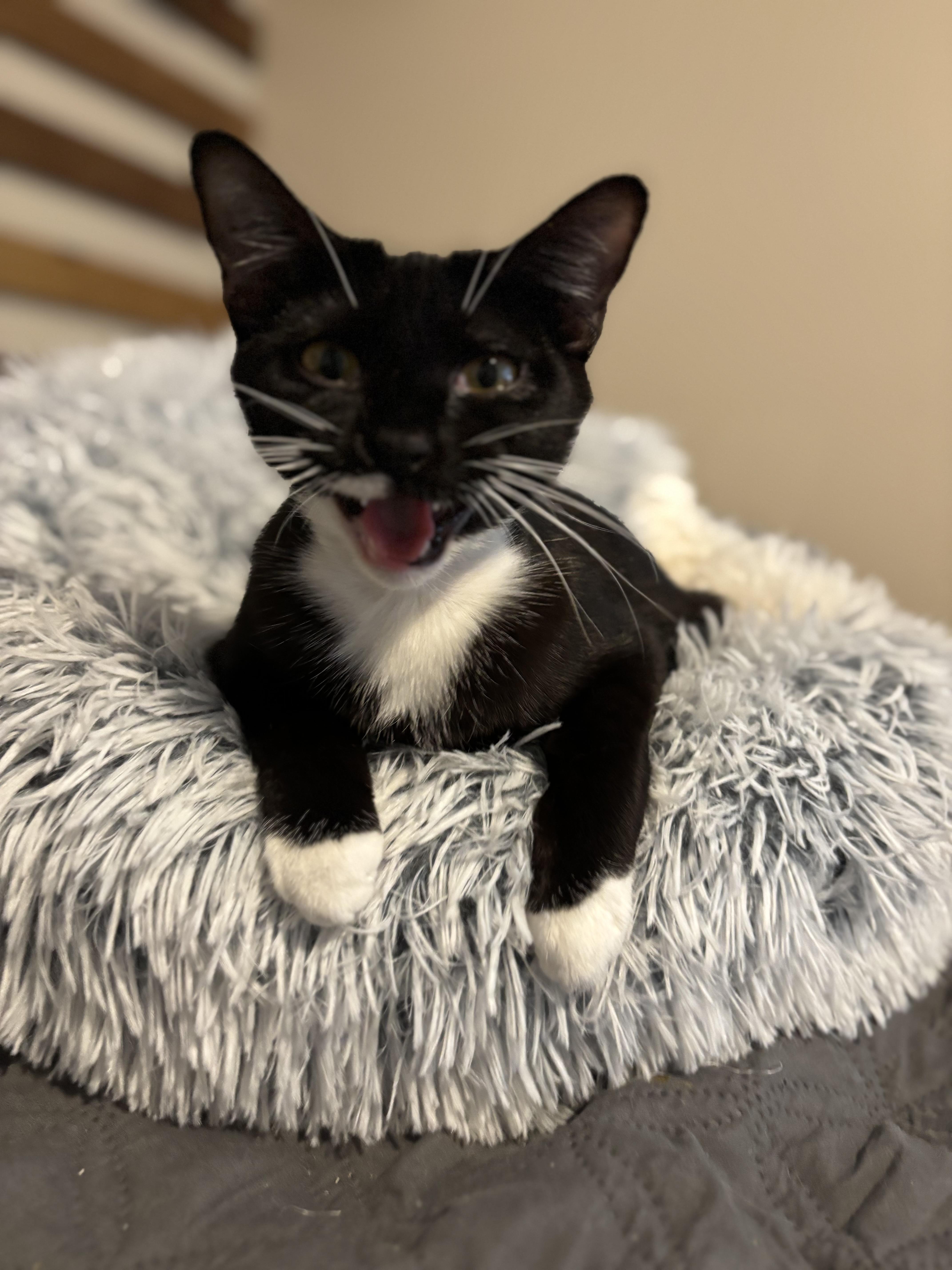 Rumba, Adoptable, Young Female Domestic Short Hair.