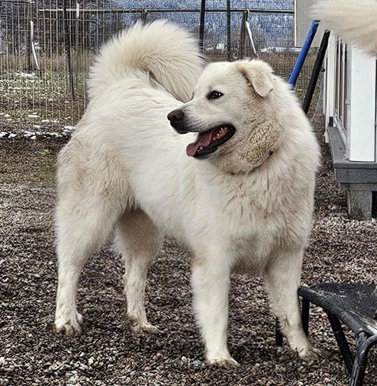 Enlarge Shayla, a Adoptable Great Pyrenees in Hamilton, MT image 1/3