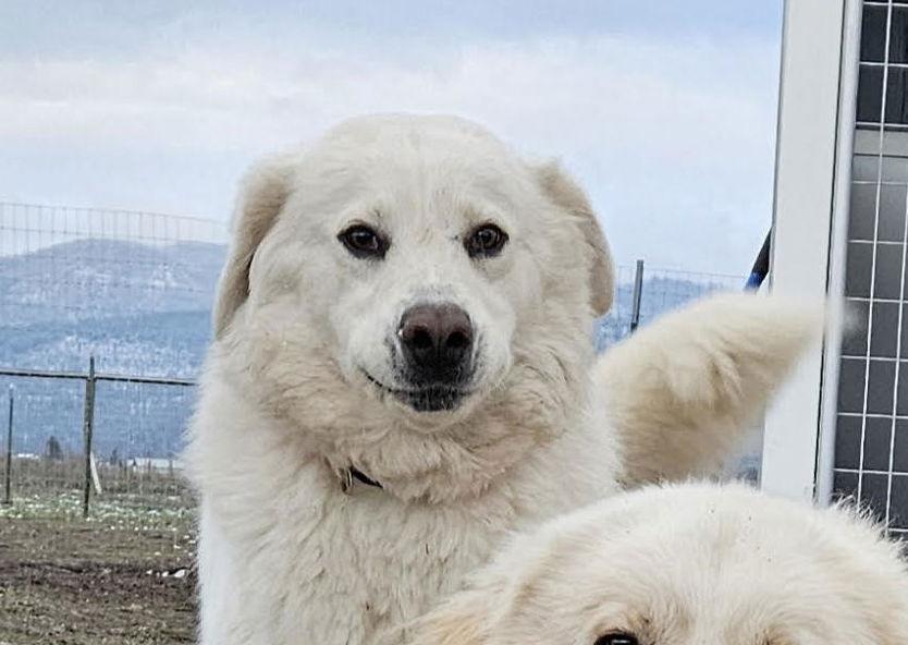 Enlarge Shayla, a Adoptable Great Pyrenees in Hamilton, MT image 2/3