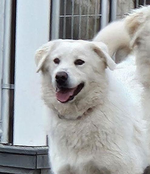 Enlarge Shayla, a Adoptable Great Pyrenees in Hamilton, MT image 3/3