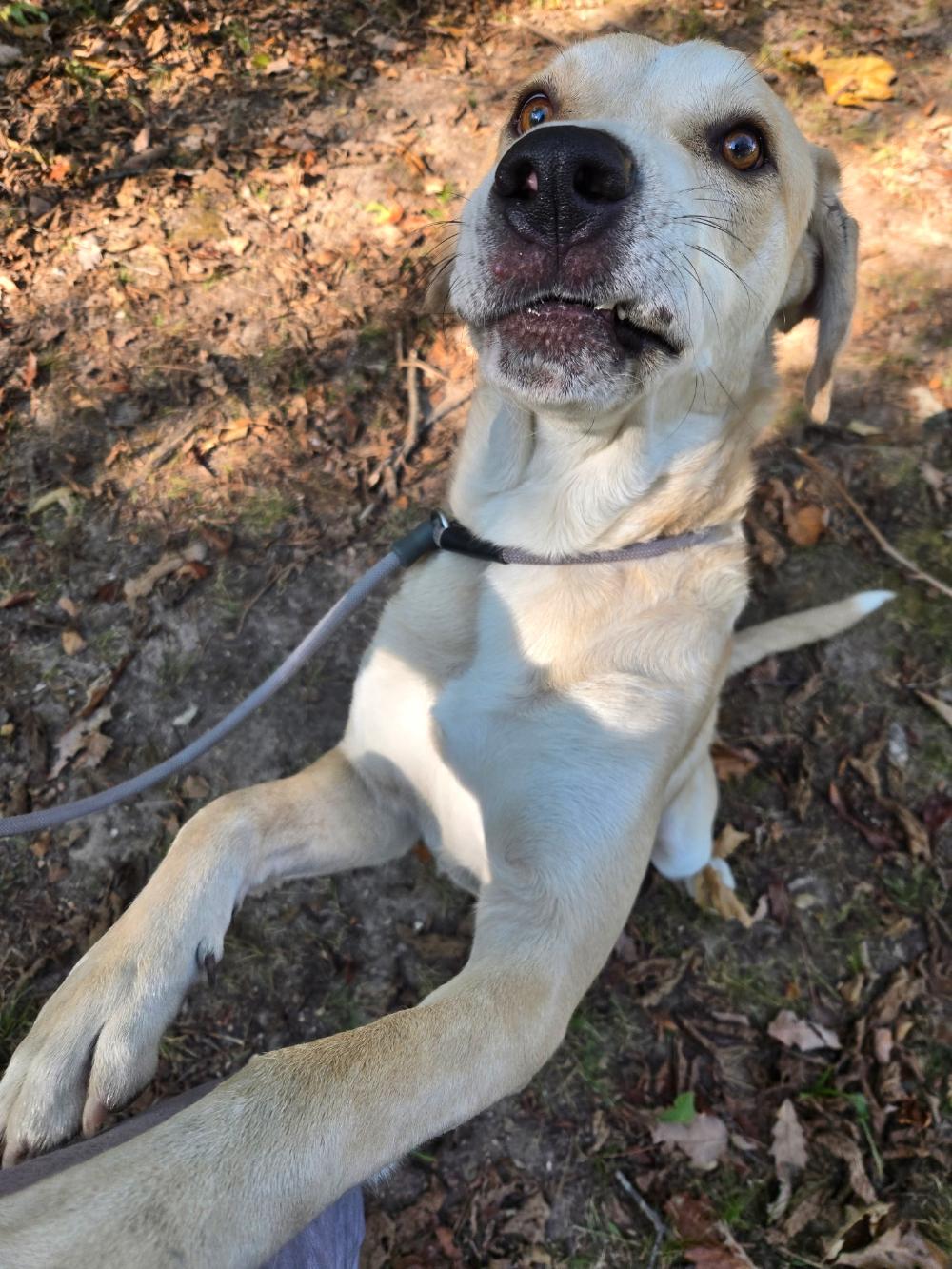 Enlarge Finn, a ADOPTABLE mixed breed in Tahlequah, OK image 3/4