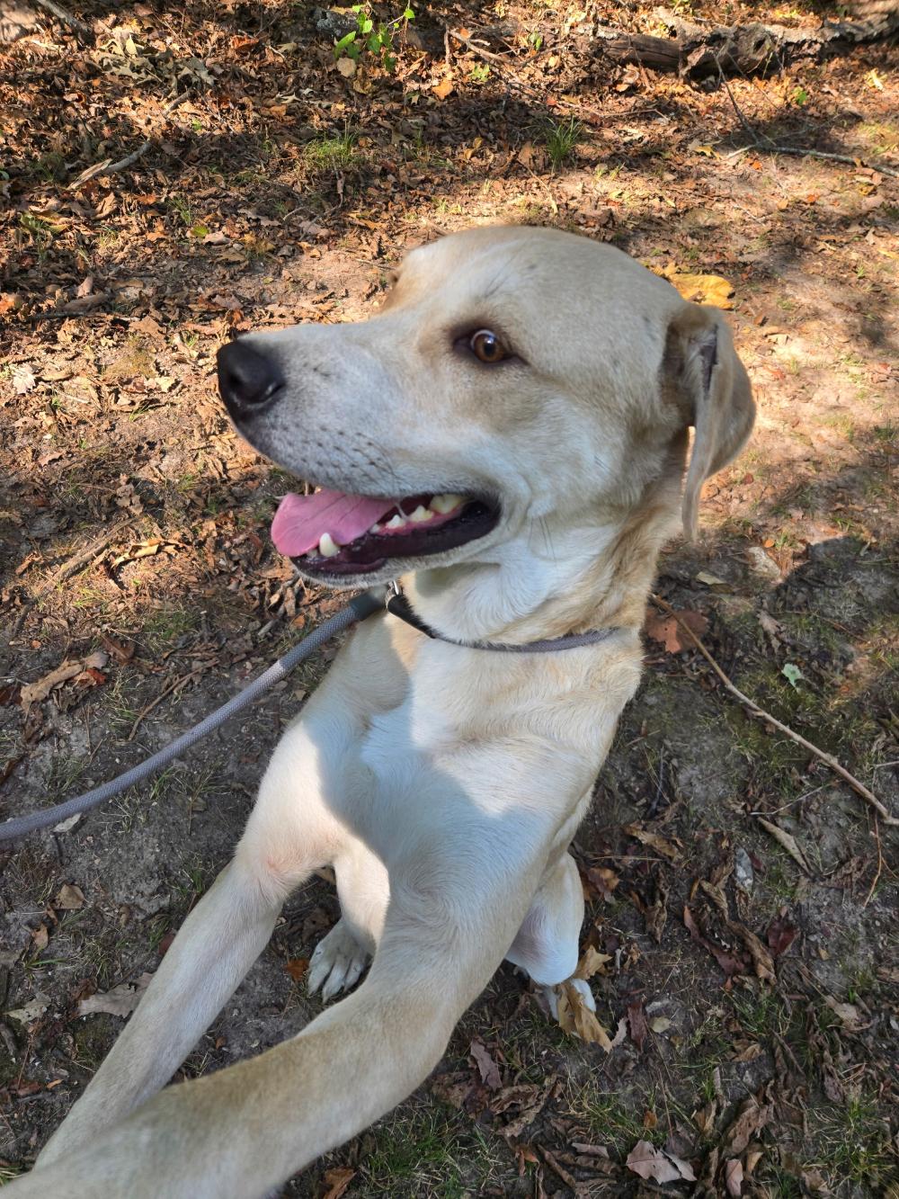Enlarge Finn, a ADOPTABLE mixed breed in Tahlequah, OK image 4/4