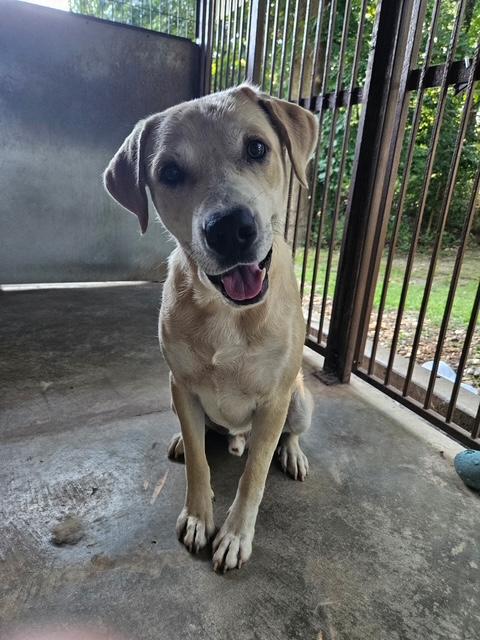 Finn, ADOPTABLE, Adult Male Labrador Retriever.