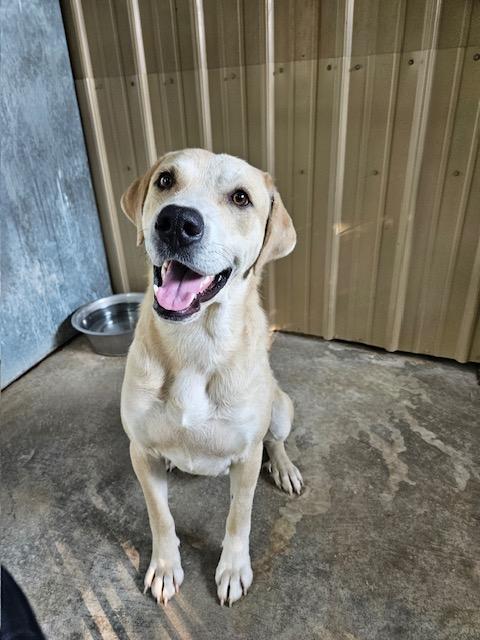 Enlarge Finn, a ADOPTABLE mixed breed in Tahlequah, OK image 2/4