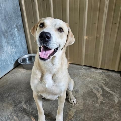 Enlarge Finn, a Adoptable mixed breed in Tahlequah, OK image 2/4