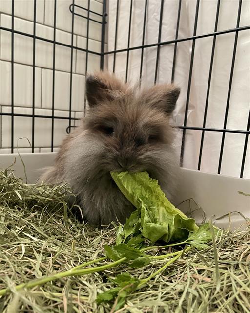 Enlarge OPHELIA, a Adoptable Lionhead in Dedham, MA image 1/1